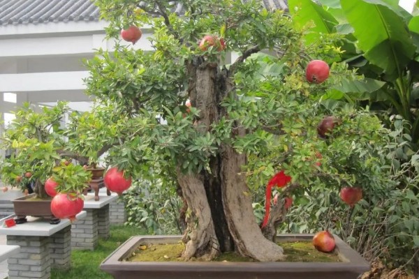 石榴盆栽的养殖方法，每隔15天施加一次液肥