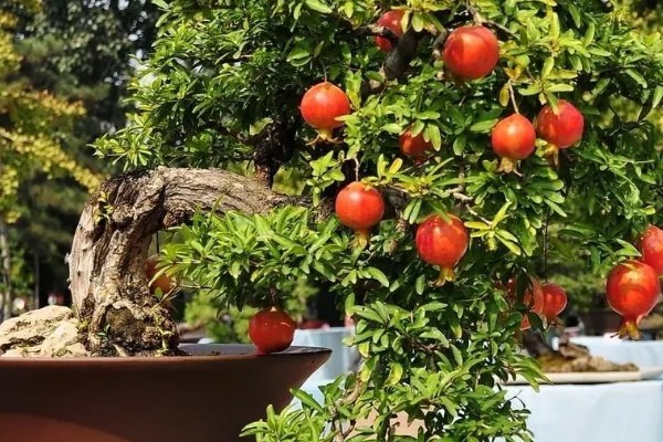 石榴盆栽的养殖方法，每隔15天施加一次液肥