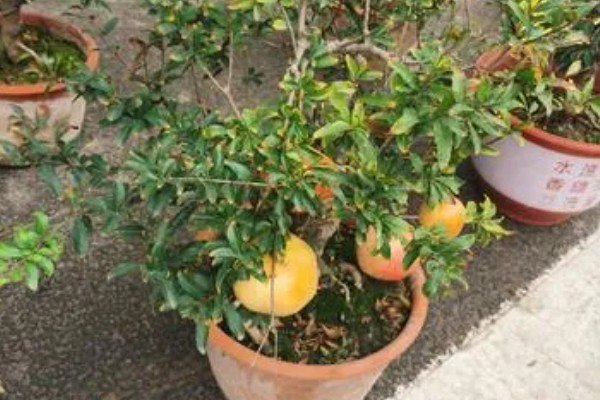石榴盆栽的养殖方法，每隔15天施加一次液肥