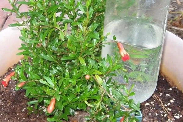 石榴盆栽的养殖方法，每隔15天施加一次液肥