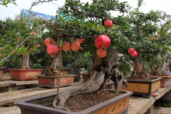 石榴盆栽的养殖方法，每隔15天施加一次液肥