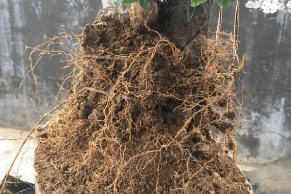 石榴盆栽的养殖方法，每隔15天施加一次液肥