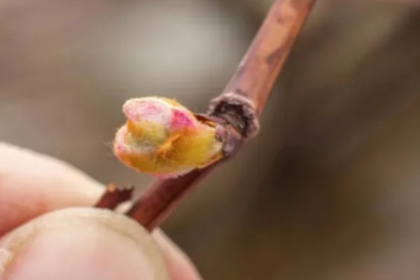 什么是花芽分化，是指叶片、腋芽转变分化出花序或花朵的过程