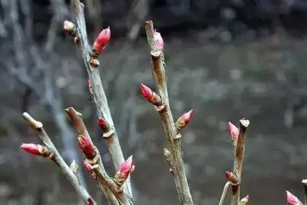 什么是花芽分化，是指叶片、腋芽转变分化出花序或花朵的过程