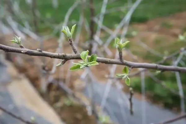 什么是花芽分化，是指叶片、腋芽转变分化出花序或花朵的过程