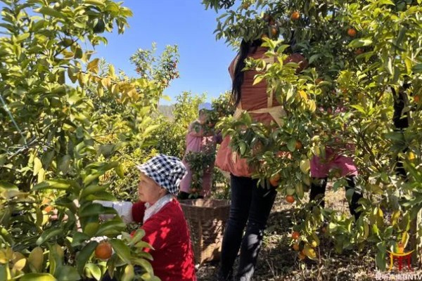 什么是花芽分化，是指叶片、腋芽转变分化出花序或花朵的过程