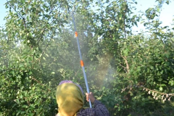 什么是花芽分化，是指叶片、腋芽转变分化出花序或花朵的过程