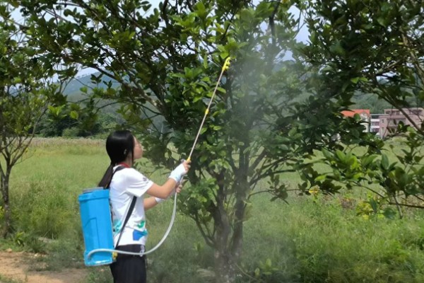什么是花芽分化，是指叶片、腋芽转变分化出花序或花朵的过程