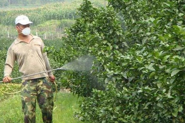 什么是花芽分化，是指叶片、腋芽转变分化出花序或花朵的过程