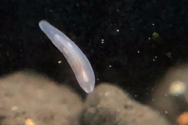 涡虫是哪种动物，是扁形动物的代表品种