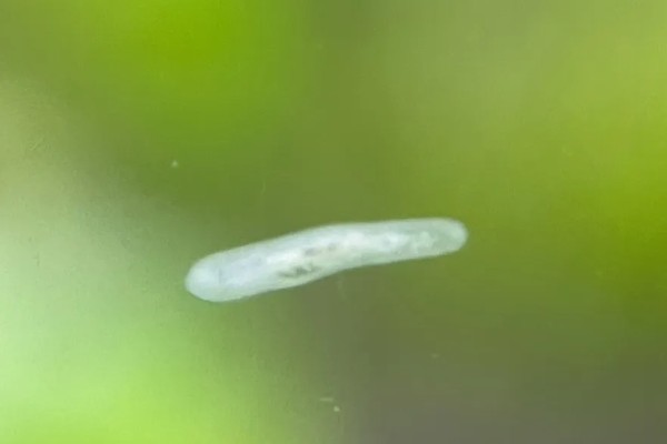 涡虫是哪种动物，是扁形动物的代表品种
