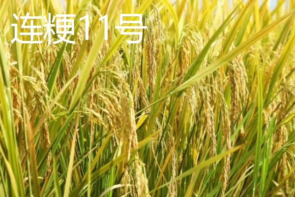 高产水稻品种，推荐连粳11号、湘早籼45号等