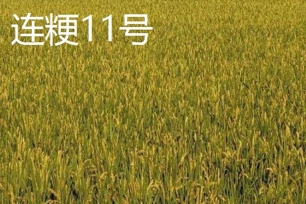 高产水稻品种，推荐连粳11号、湘早籼45号等