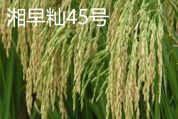 高产水稻品种，推荐连粳11号、湘早籼45号等