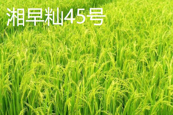 高产水稻品种，推荐连粳11号、湘早籼45号等