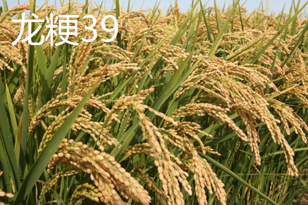 高产水稻品种，推荐连粳11号、湘早籼45号等