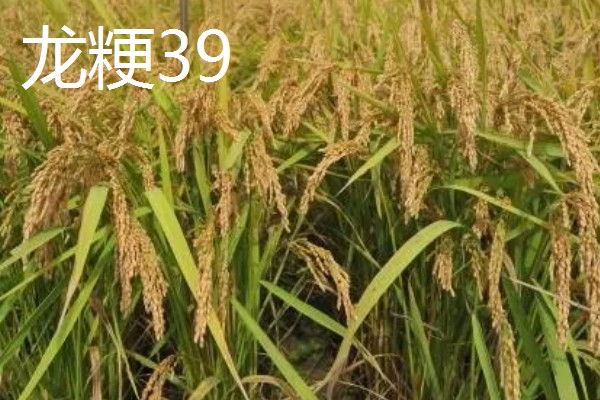 高产水稻品种，推荐连粳11号、湘早籼45号等