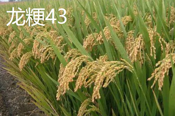 高产水稻品种，推荐连粳11号、湘早籼45号等