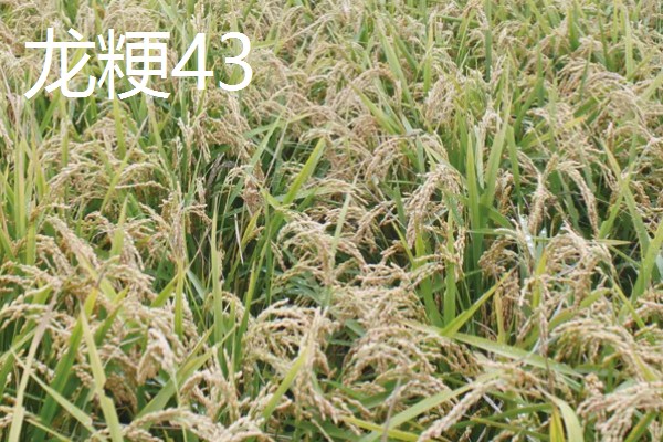 高产水稻品种，推荐连粳11号、湘早籼45号等