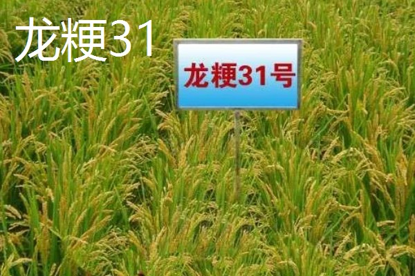 高产水稻品种，推荐连粳11号、湘早籼45号等