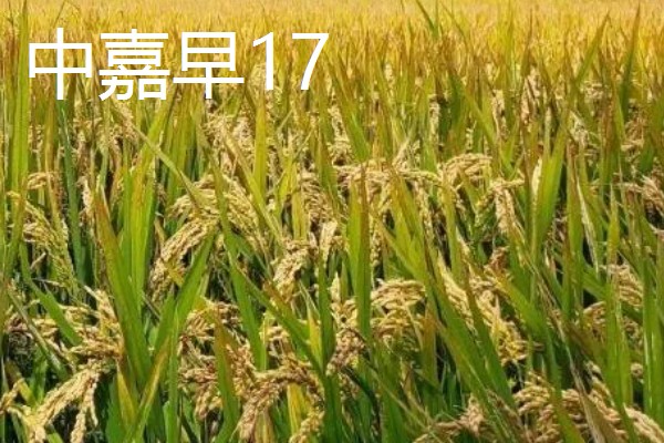 高产水稻品种，推荐连粳11号、湘早籼45号等