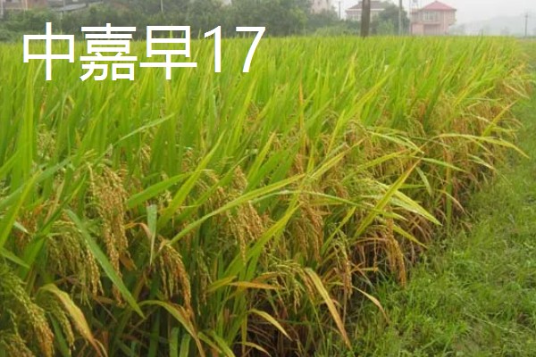 高产水稻品种，推荐连粳11号、湘早籼45号等