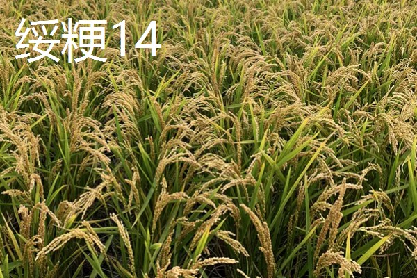 高产水稻品种，推荐连粳11号、湘早籼45号等