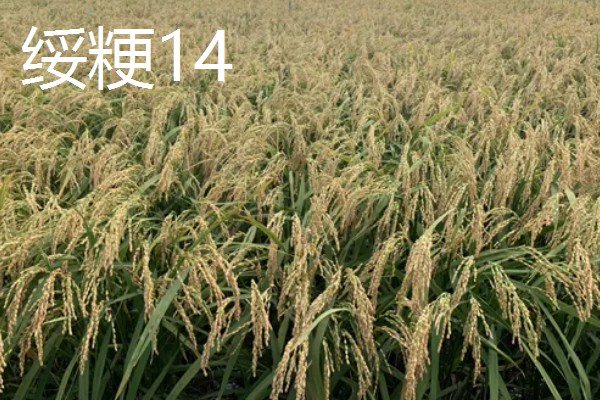 高产水稻品种，推荐连粳11号、湘早籼45号等