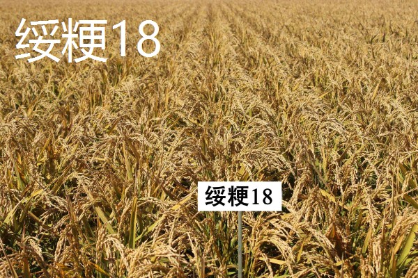 高产水稻品种，推荐连粳11号、湘早籼45号等