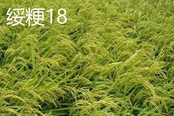 高产水稻品种，推荐连粳11号、湘早籼45号等