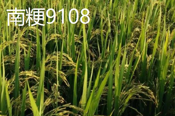 高产水稻品种，推荐连粳11号、湘早籼45号等