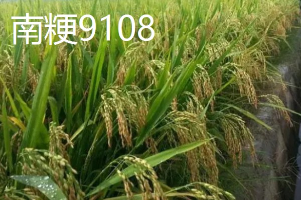 高产水稻品种，推荐连粳11号、湘早籼45号等