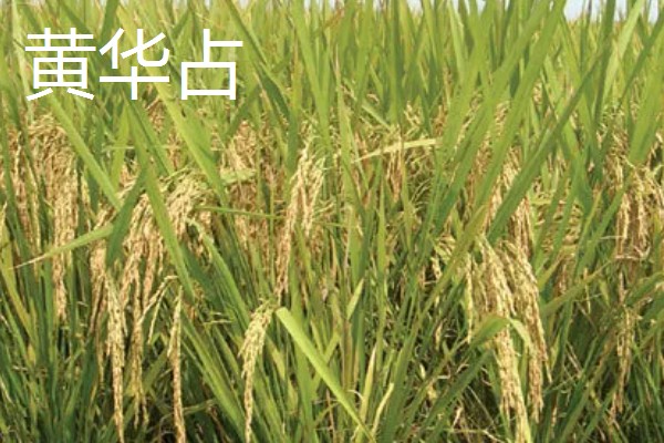 高产水稻品种，推荐连粳11号、湘早籼45号等