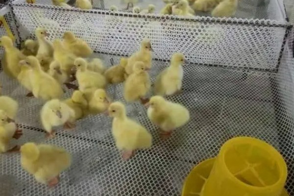 小鹅头上的包是什么,肉瘤是公鹅的特征