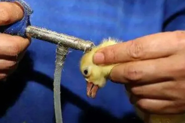 小鹅头上的包是什么,肉瘤是公鹅的特征