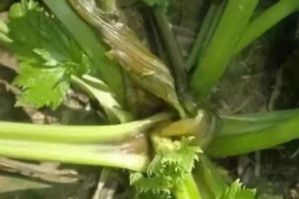 芹菜发生烧心病的症状，初期心叶生长点的柔嫩组织由绿变成褐色