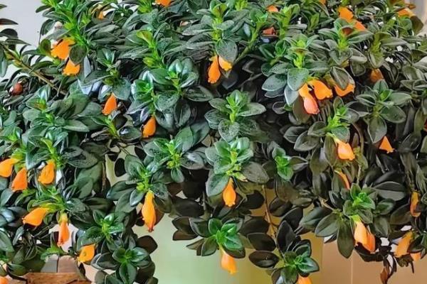 金鱼花吊兰如何养殖,每天提供5小时以上的光照