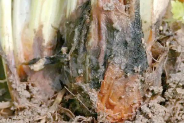 芹菜发生烧心病的症状，初期心叶生长点的柔嫩组织由绿变成褐色