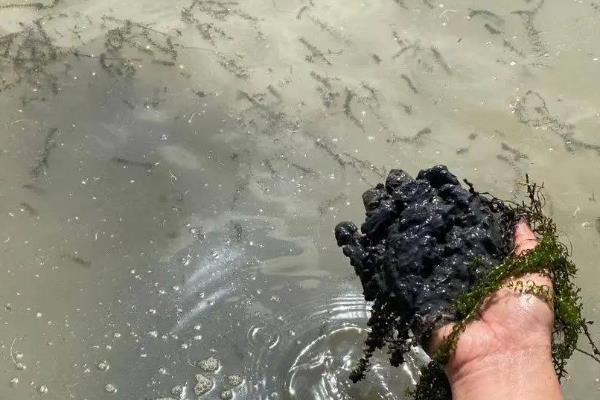 鱼塘倒藻怎么办，喷洒消毒液或解毒药剂