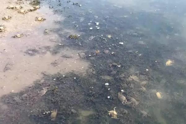 鱼塘倒藻怎么办，喷洒消毒液或解毒药剂