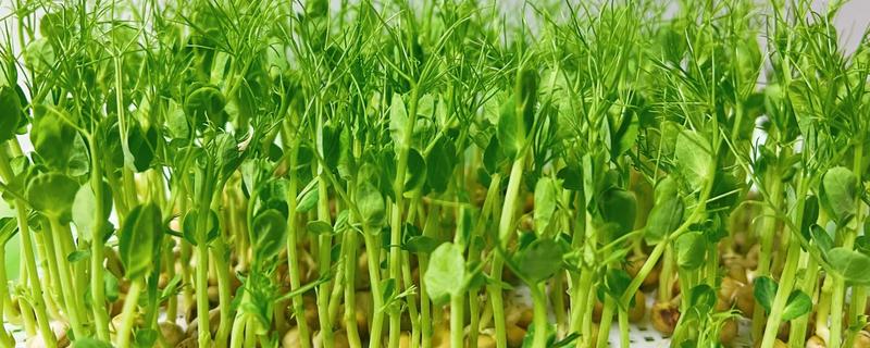 怎么种植豆芽菜，先浸泡大豆
