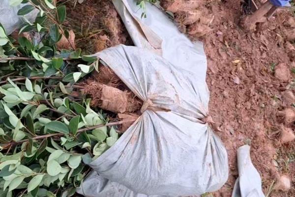 种植10亩油茶所需成本，10年总计5万余元