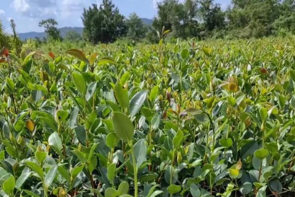 种植10亩油茶所需成本，10年总计5万余元