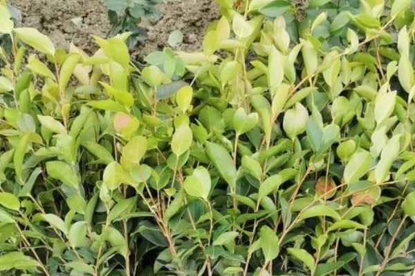 种植10亩油茶所需成本，10年总计5万余元