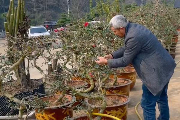 海棠花冬季的养殖方法,冬季要对其进行修剪