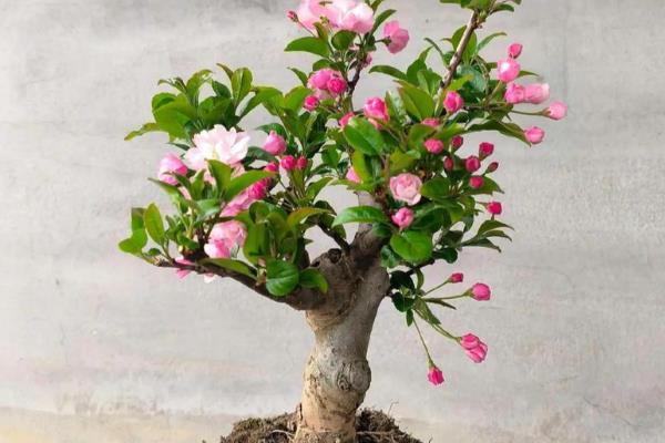 海棠花冬季的养殖方法,冬季要对其进行修剪