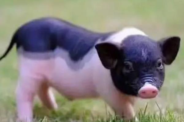 巴马香猪和藏香猪哪个好，巴马香猪要好一些