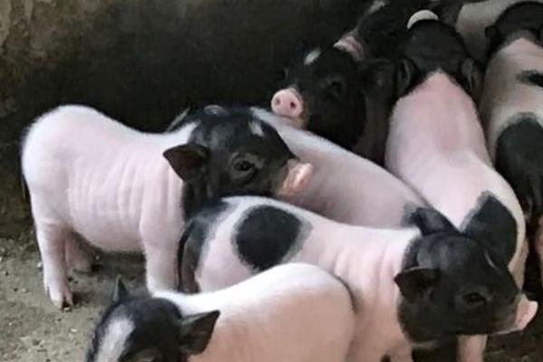 巴马香猪和藏香猪哪个好，巴马香猪要好一些