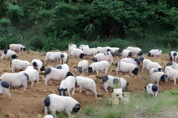 巴马香猪和藏香猪哪个好，巴马香猪要好一些