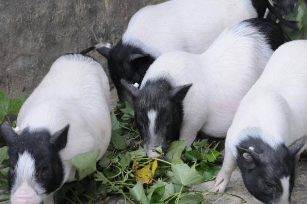 巴马香猪和藏香猪哪个好，巴马香猪要好一些
